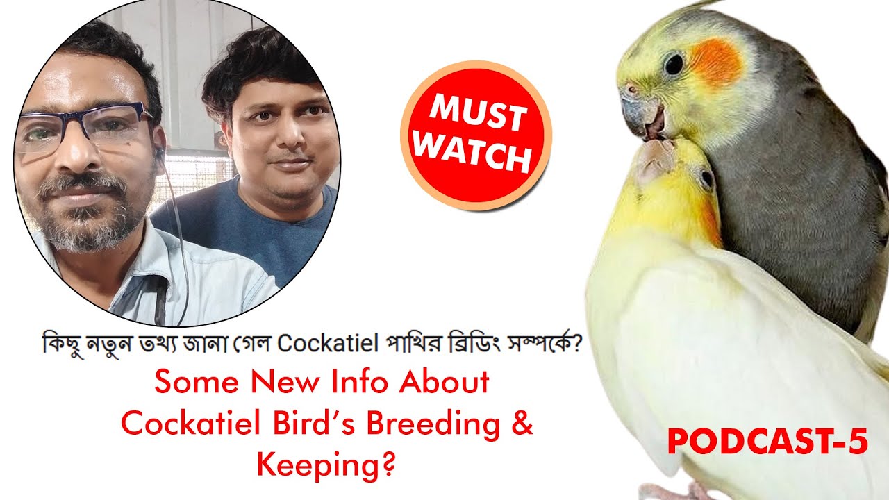 কিছু নতুন তথ্য জানা গেল Cockatiel পাখির ব্রিডিং সম্পর্কে ? @santanubirdscare @BIRDSEMPORIUMKOLKATA .