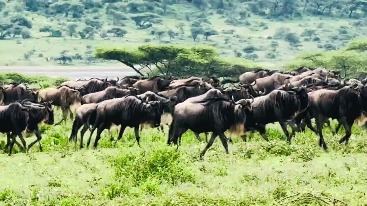 Your 2027 Photographic Safari Starts Here | Join Us in the Wild.