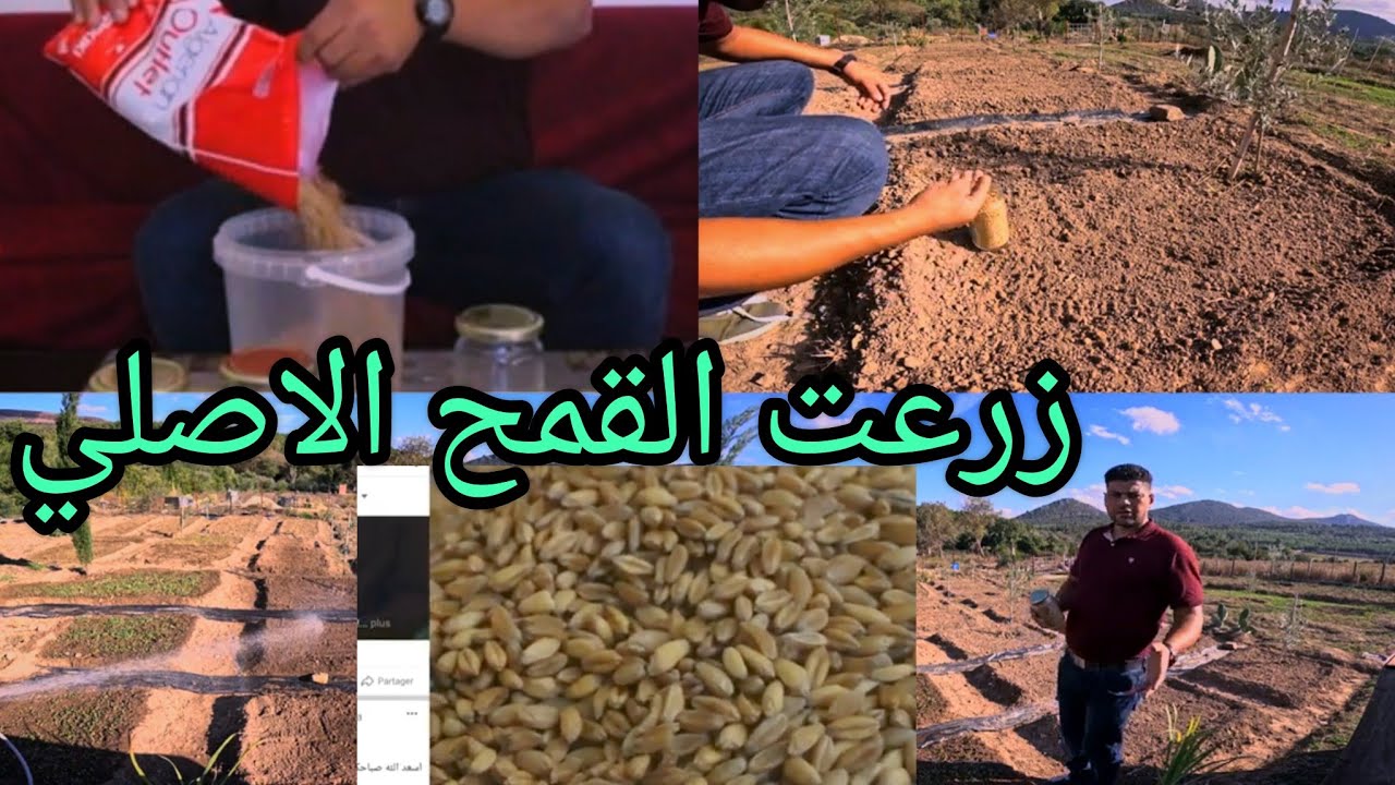 زرعت القمح الاصلي متع تونس من عند عم حسن الشتيوي.16/11/2023