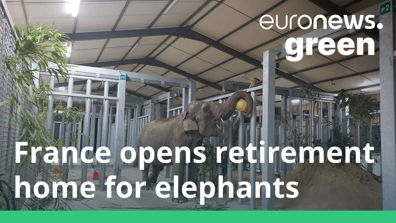 France opens Europe's first retirement home for elephants