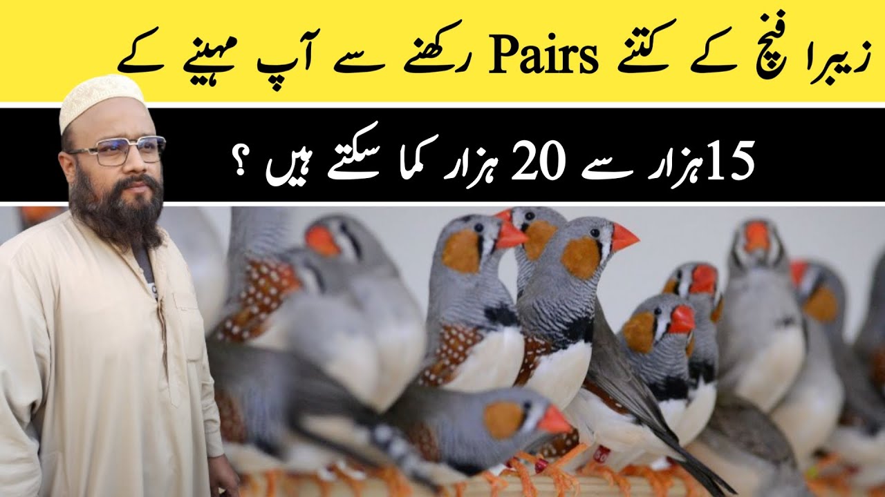How To Earn Money From Zebra Finch Bird Breeding | Birds Business Plane | Get Birds Info