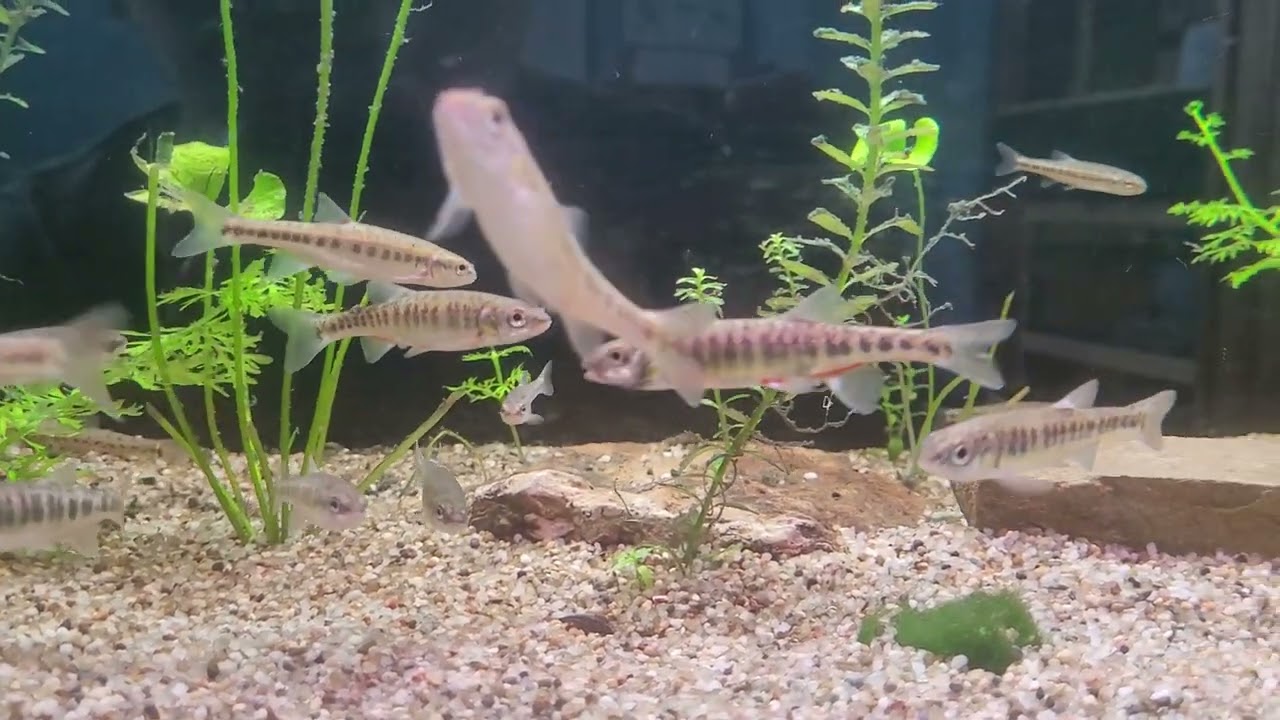 Akwarystyka zimnowodna