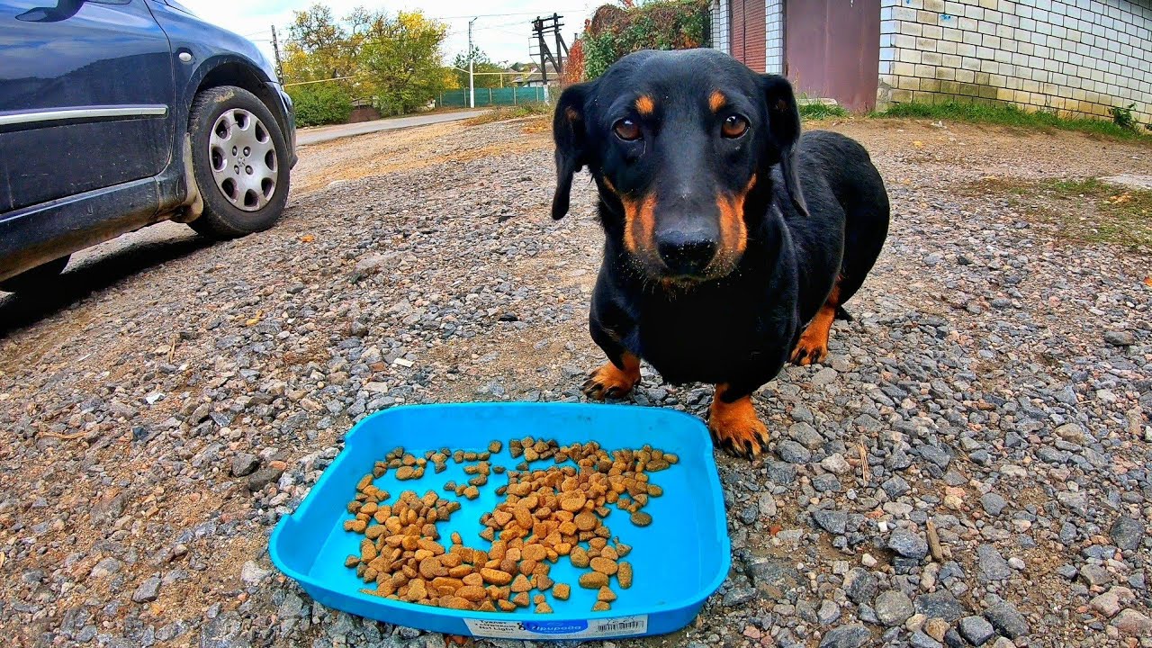 Someone Abandoned dachshund near Grocery Store... He became Homeless
