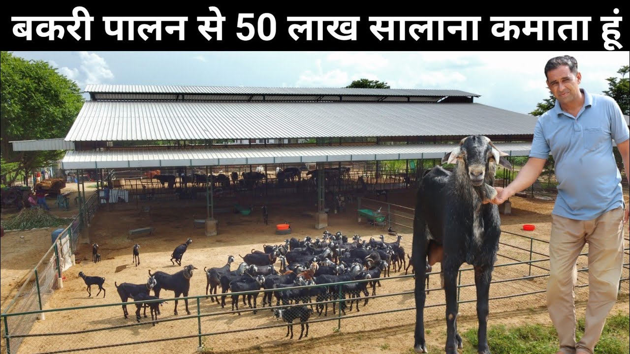 1.5 करोड़ का बकरी फार्म | Goat Farming | Goat Farming Business Plan | Livestock Farming