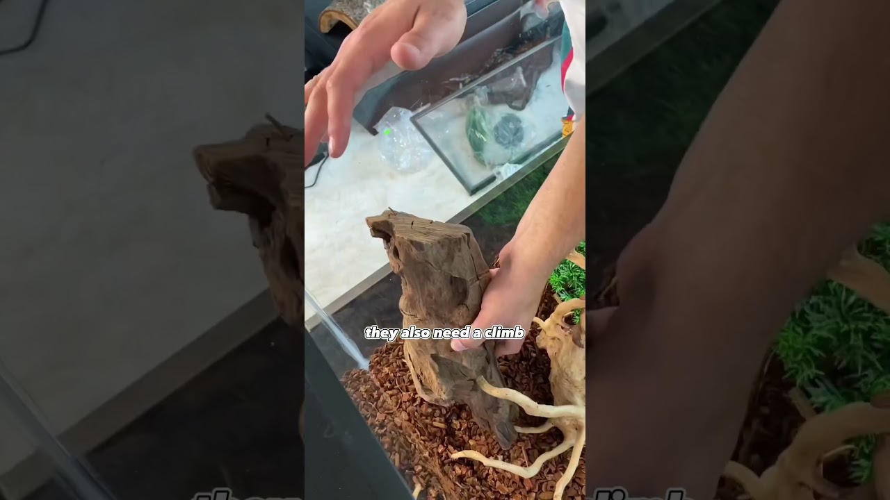 Куплю экзотическую ящерицу за 6000$ 🦎