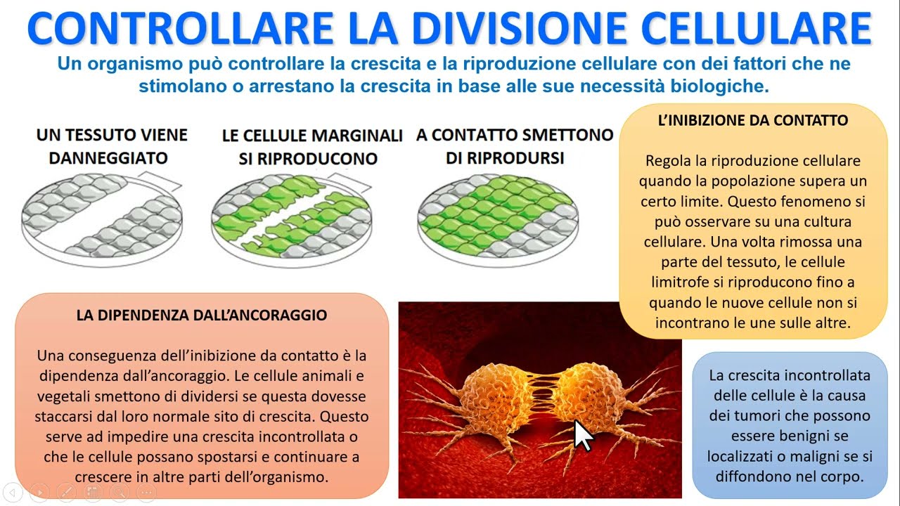 FATTORI DI CONTROLLO DELLA CRESCITA CELLULARE