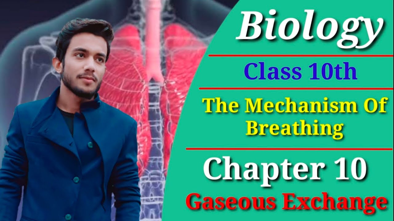 The Mechanism Of Breathing | Class 10th- Biology | Chapter 10 - Gaseous exchange | HMS Online