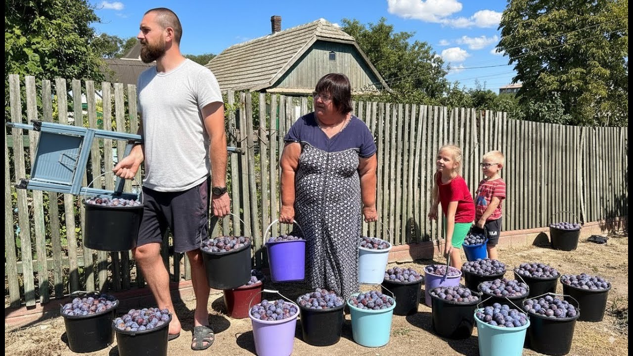 Grandma’s Plum Harvest: From Broken Tree to Jam and Compote