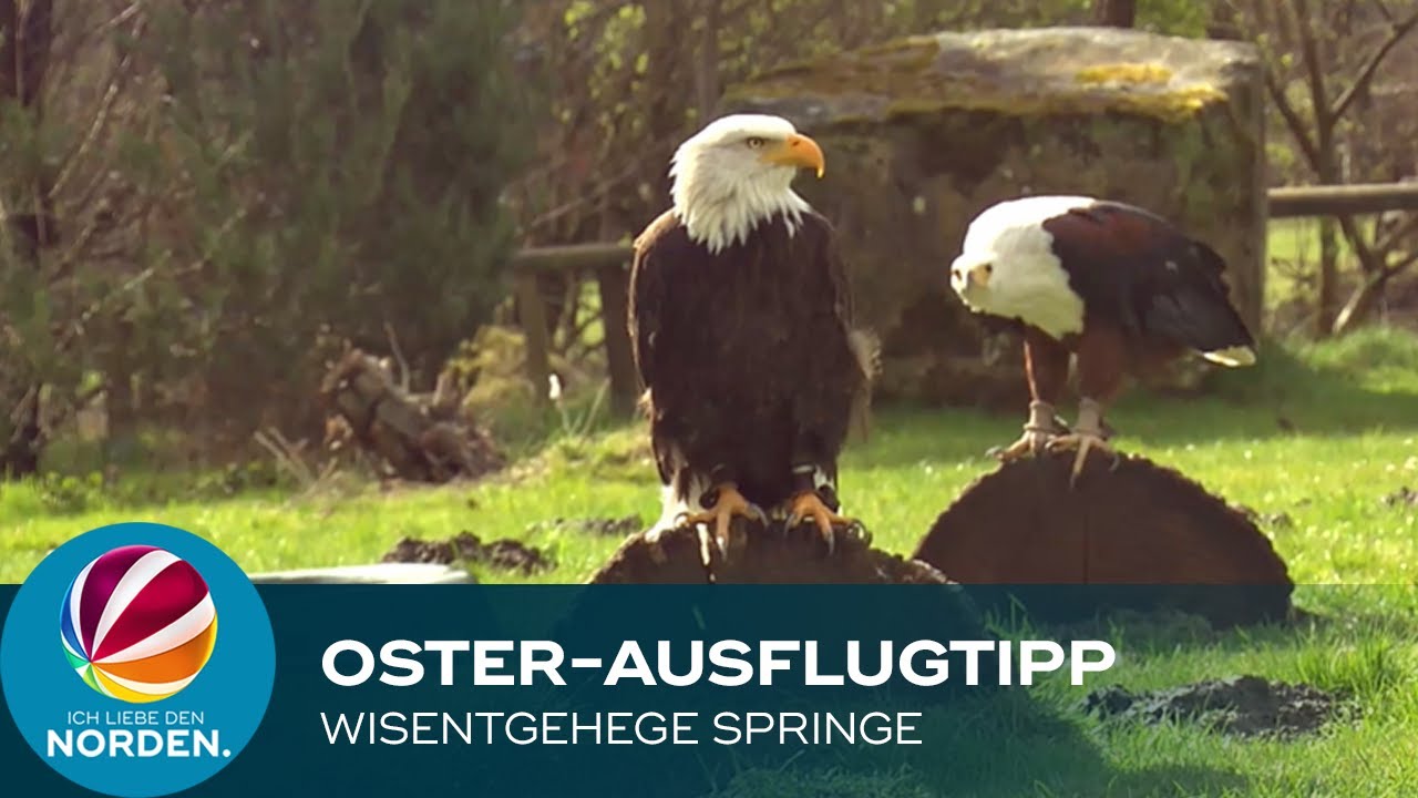 Ausflugstipp für die Osterferien: Raubtierfütterungen und Flugshows im Wisentgehege Springe