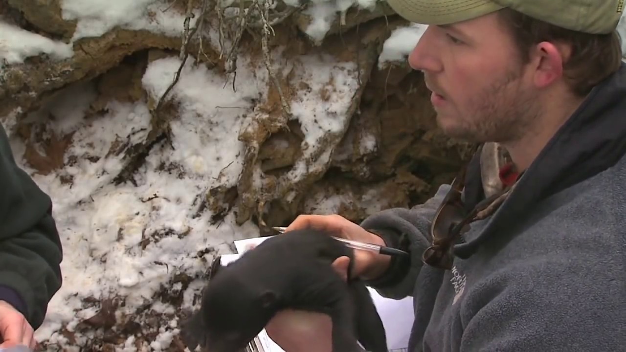 Visiting A Black Bear Den With Cubs
