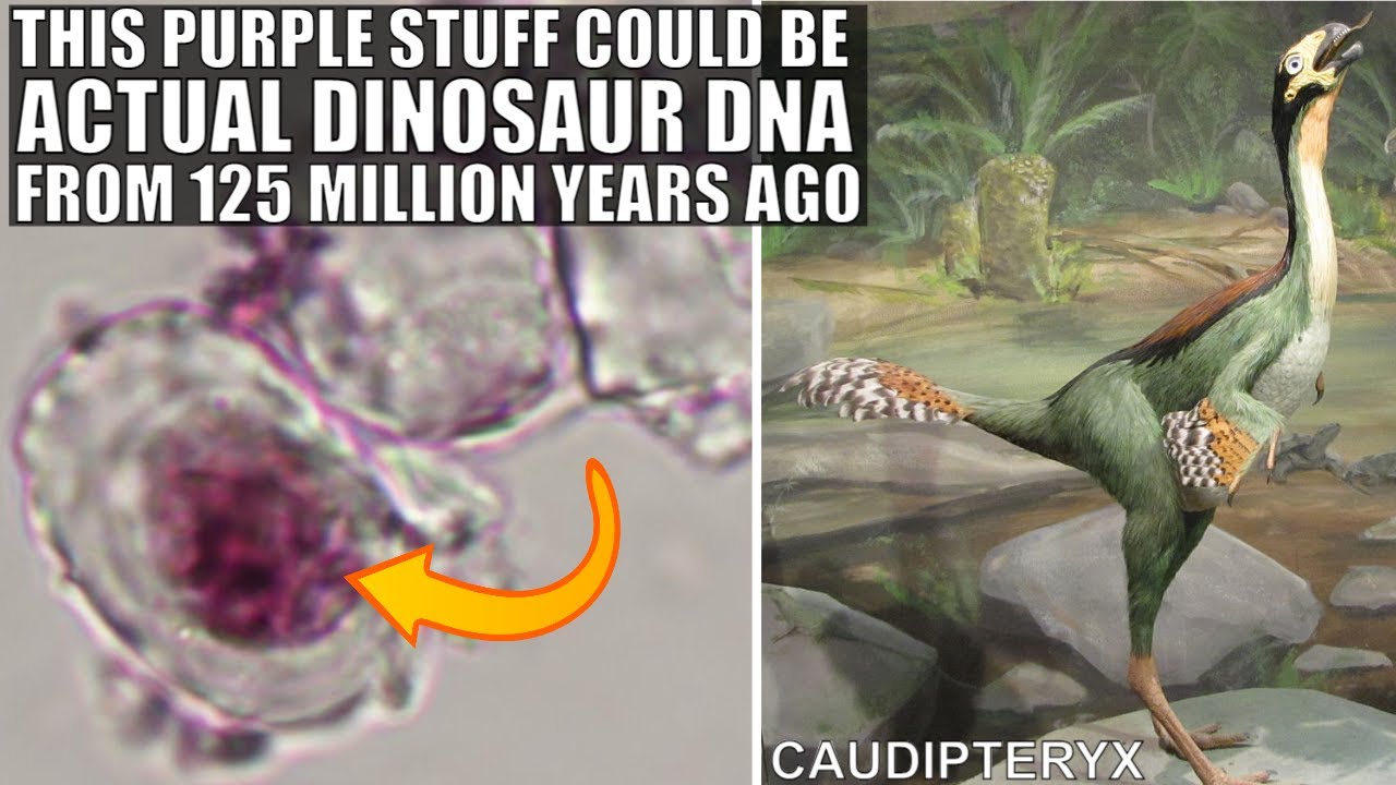 Wow, Dinosaur DNA Remnants May Have Been Found In Ancient Bone Fossil