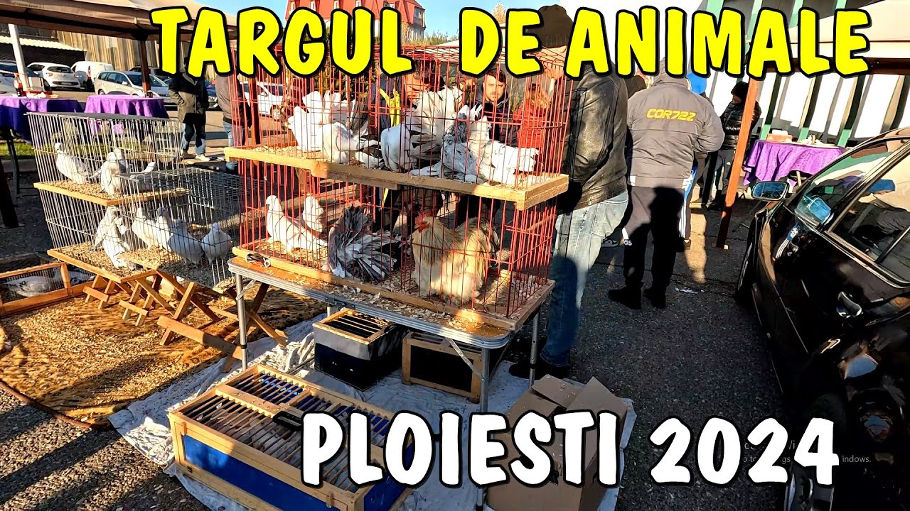 Viața la țară - Târgul de Păsări din PLOIEȘTI - Cel mai mare din această zona a țării 2024 A.P.O.P.E