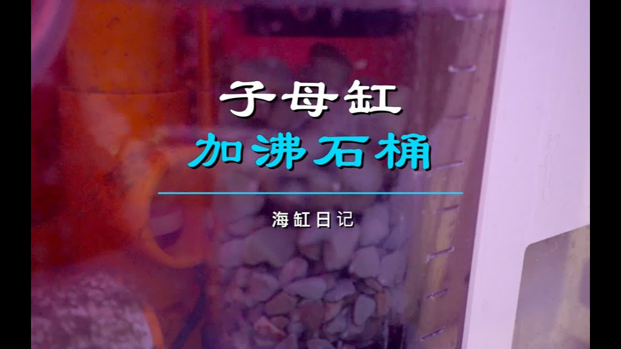 沸石桶进阶海缸可以一试 #海缸 #沸石 #海水鱼珊瑚 #海缸日记 #水族