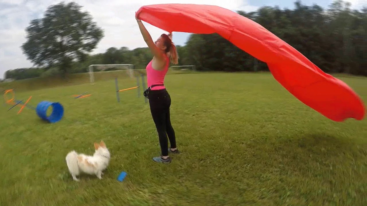 Trenujemy Agility