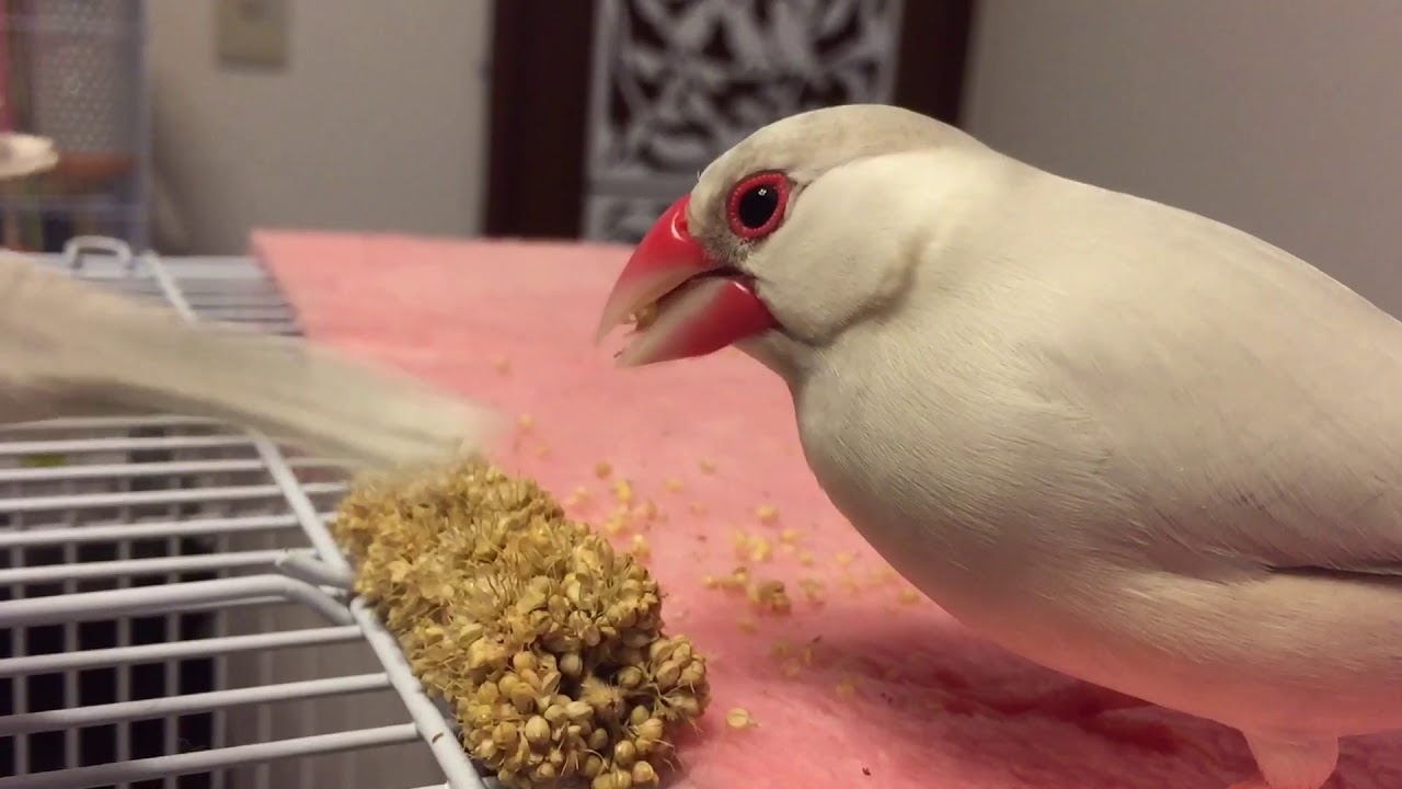 【シルバー文鳥】百と双葉の日常7 2羽の大好物