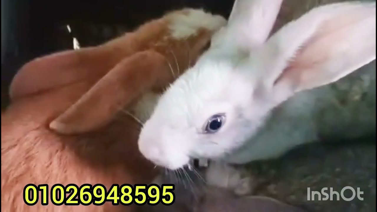 أرانب أمهات والدة للبيع فرصة ذهبية لبدأ مشروع مربح 