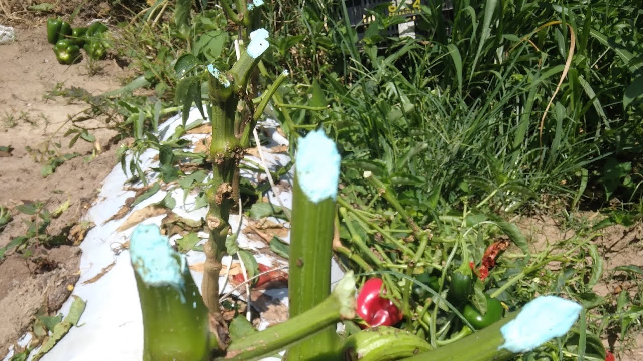 PIMENTÃO. DEFENSIVO NATURAL + FERTILIZANTE MUITO BOM PARA SE USAR APOS A PODA