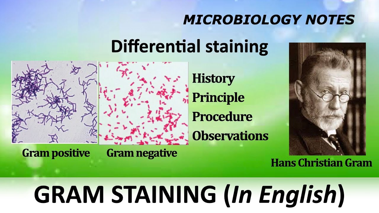 Gram staining - History, Principle, Procedure and Observations / Differential staining / English