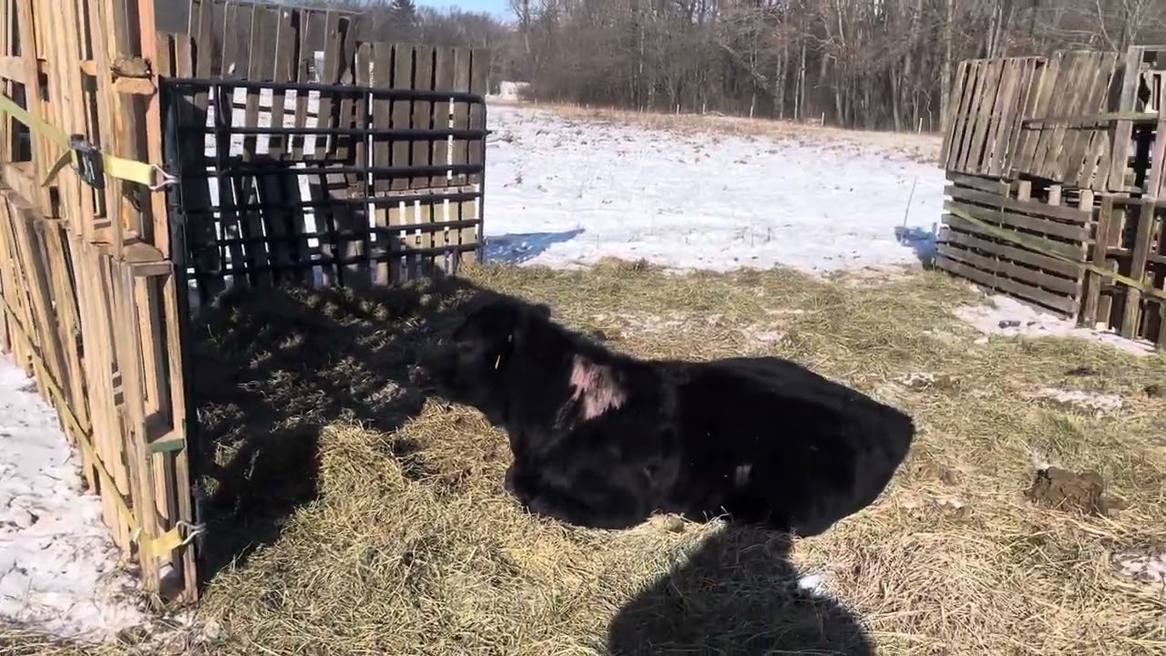 Cheap easy windbreak for cattle