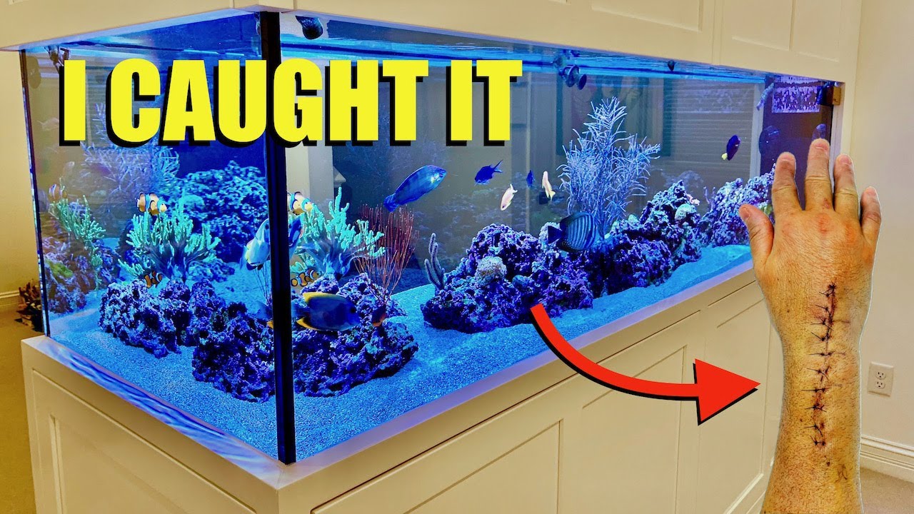 The Infection That Nearly Ended My Time In The Aquarium Hobby