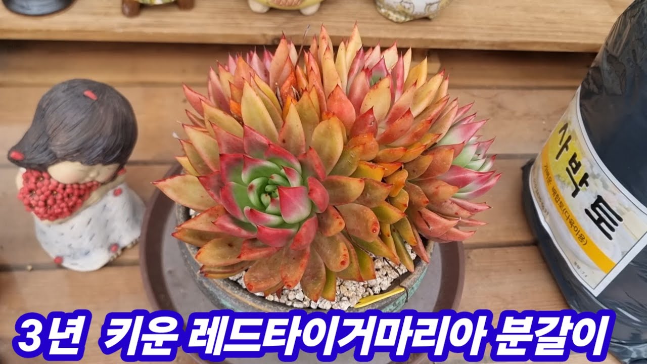 26.3.10 🌹3년 키운 레드타이거마리아 사박토로 분갈이해요🌹 #사박토 010-3436-6631 