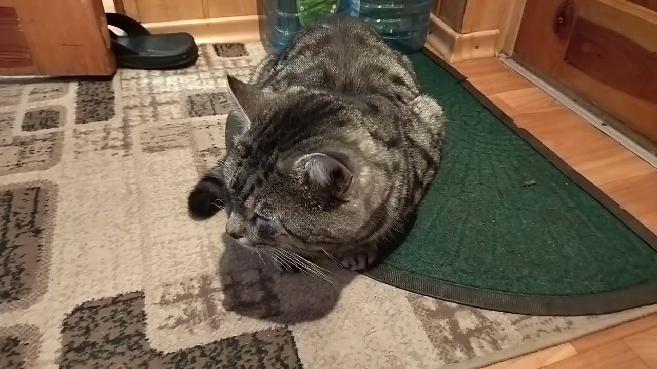 Kitty Lisa Really Liked Sleeping on Mom's Robe