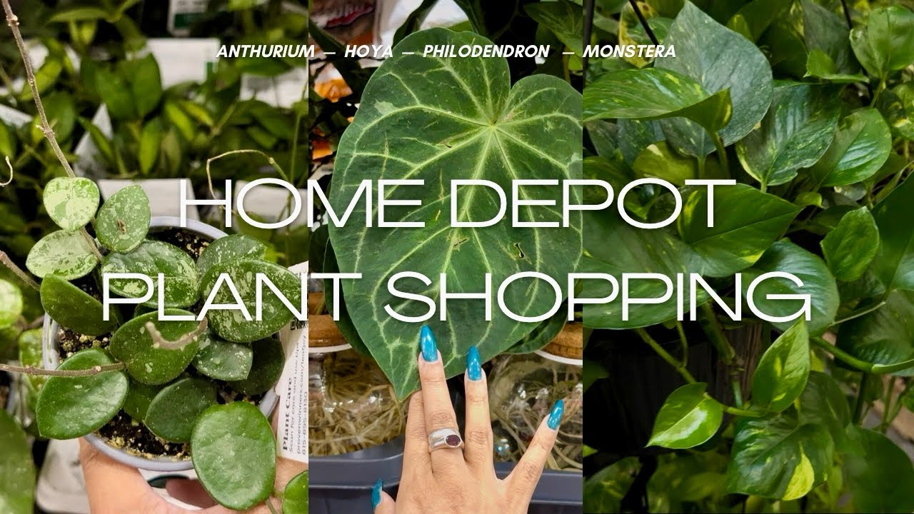 Home Depot Plant Shopping 🌿 | Indoor Houseplants + Rare Anthurium Find?! 🌿 | Plant Tour 2025