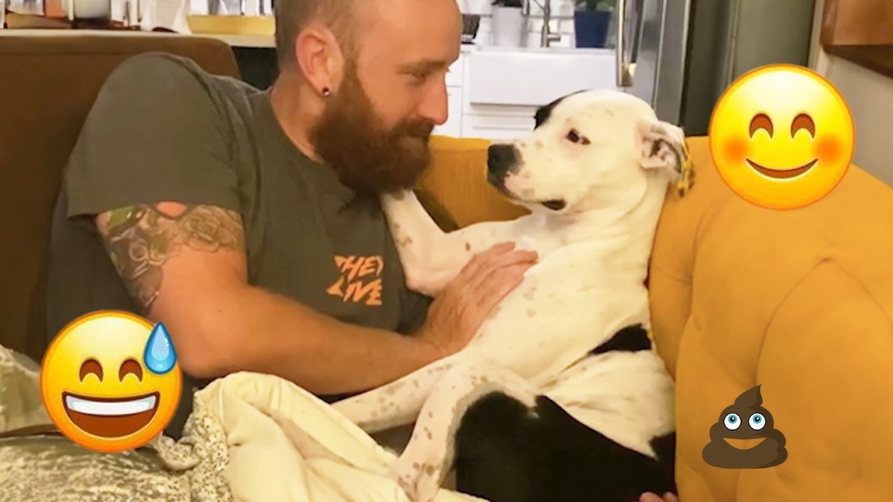 When You Live with a Comedian Dog 😂 Funny Dog and Human Videos #12