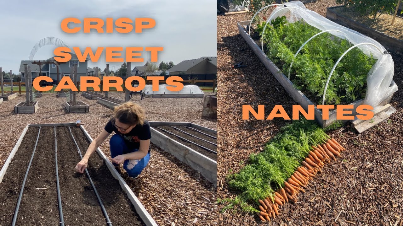 Sow Nantes Carrot Seed, Germination Trick and Carrot Fly Protection
