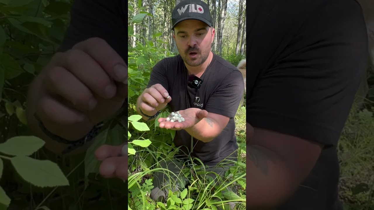 Narcotics plants , disgusting berries