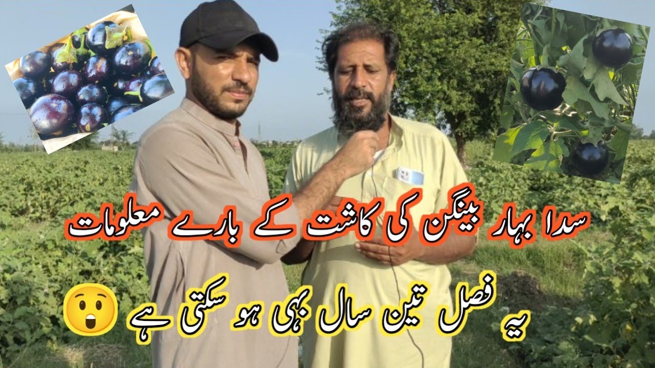 بینگن کی کاشت کے بارے معلومات یہ فصل تین سال بہی ہو سکتی ہے ایک محنتی کسان کا انٹرویو