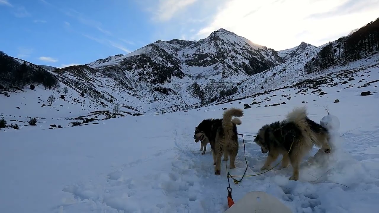 Neige pourrie à Payolle et grosse chaleur avec les 4 Malamutes