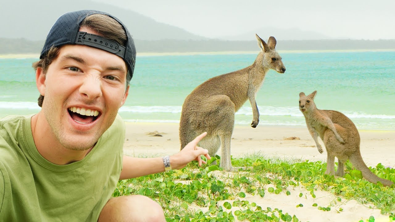 Face-to-Face with Wild Kangaroos: Only in Australia!