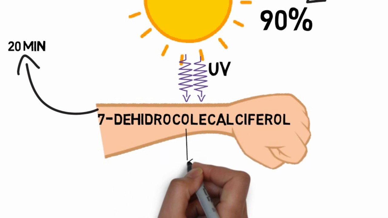 Fisiología Vitamina D