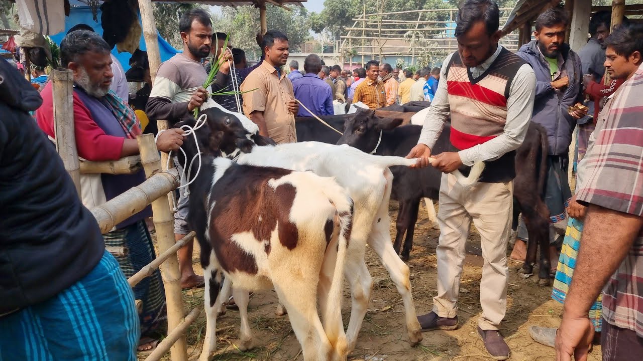 @আজ ৩ ফেব্রুয়ারী ২৬ | ক্রস এবং ফ্রিজিয়ান বকনা বাছুর গরুর দাম | আফতাবগঞ্জ হাট | দিনাজপুর 