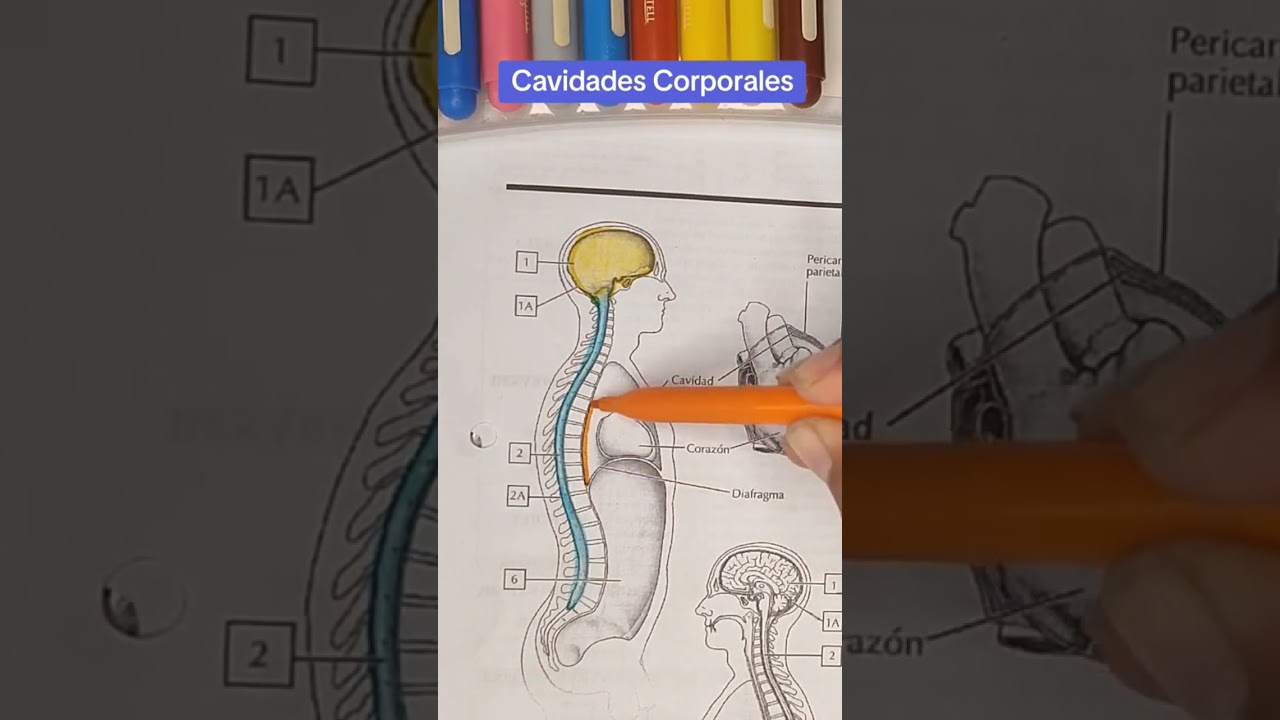 ✨ CAVIDADES CORPORALES ✨ #viral #viralvideo #biology #art #food #greenscreen #sabiasque  #ciencia