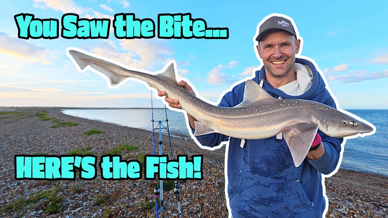 The Fish from THAT Bite! HUGE Smoothhound Smashes My Shore Rod!