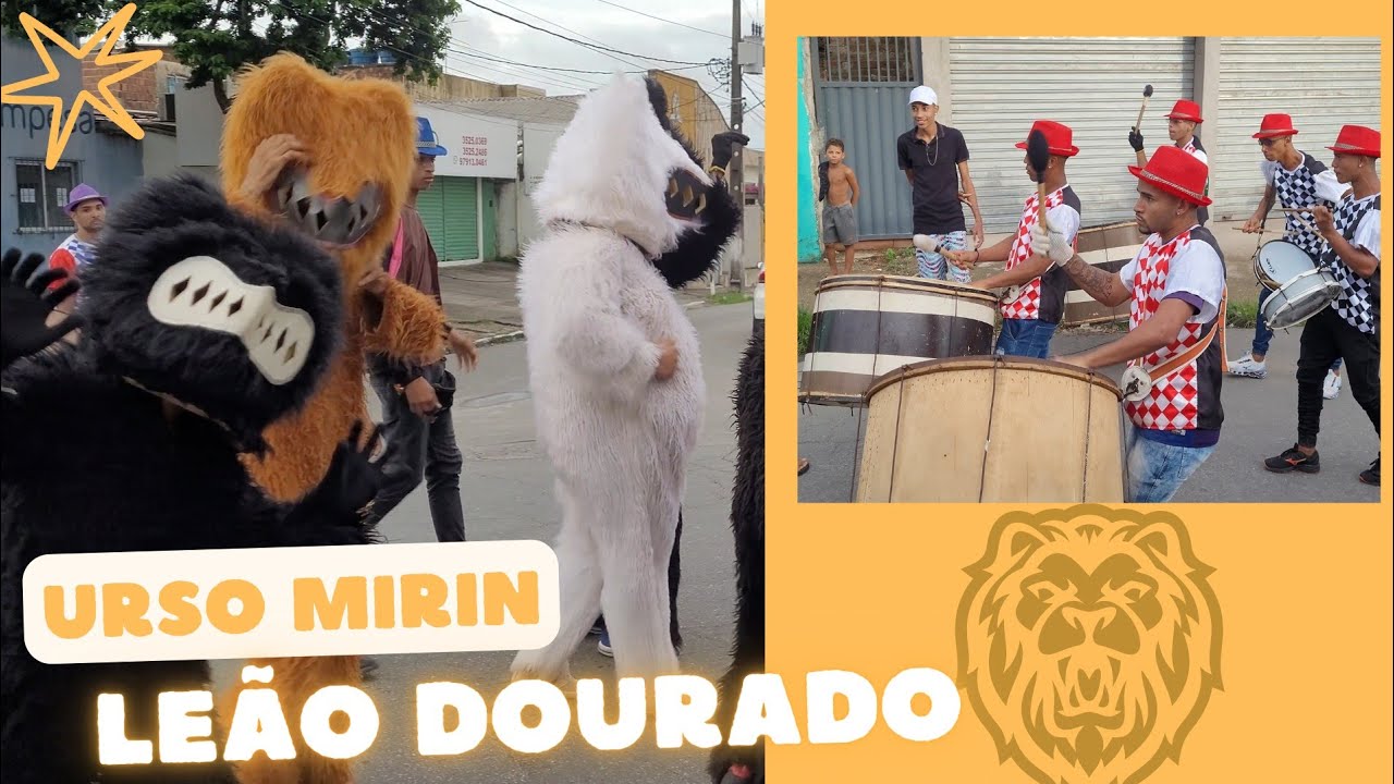 Urso Mirin Leão Dourado 🦁 Ensaio nas ruas de São Lourenço PE 16/04/2023
