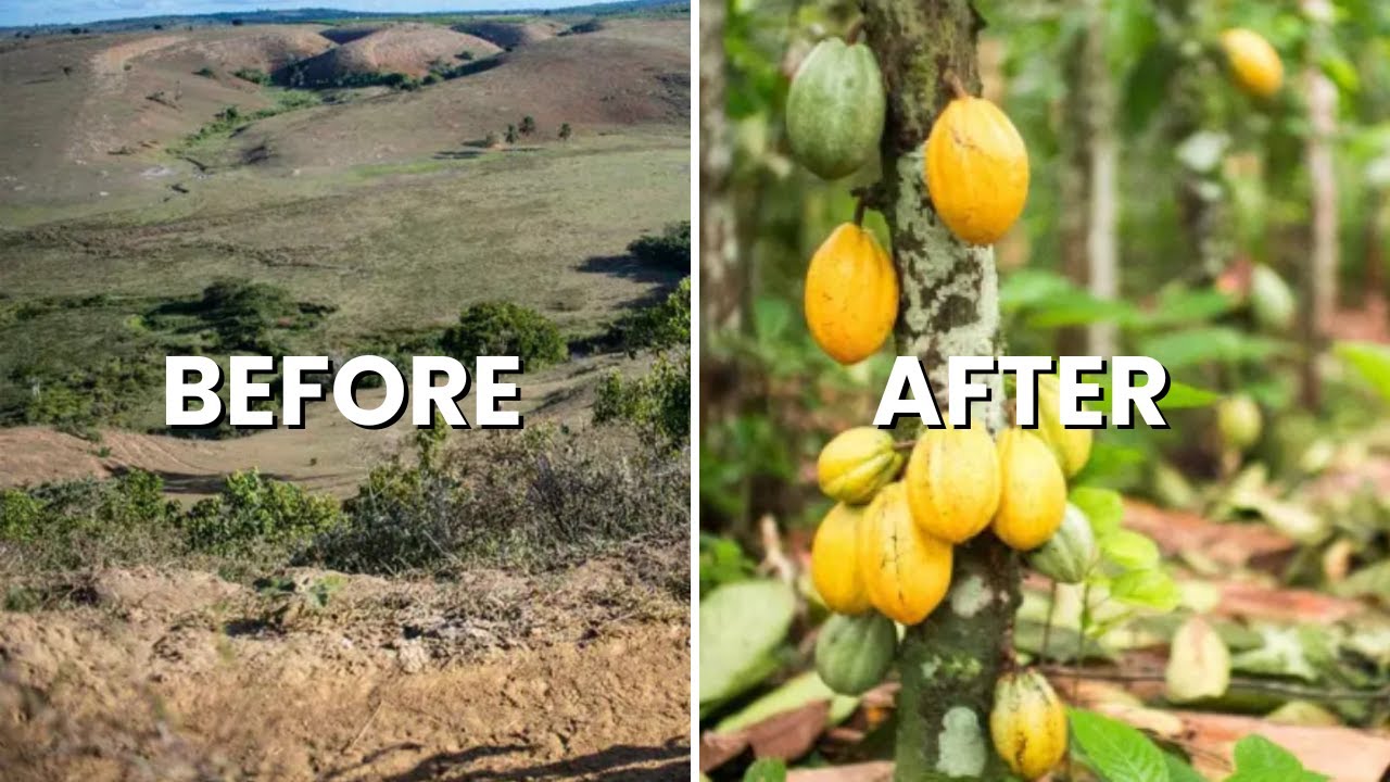 Food Forest Success: The 5 Key Principles of Syntropic Agriculture