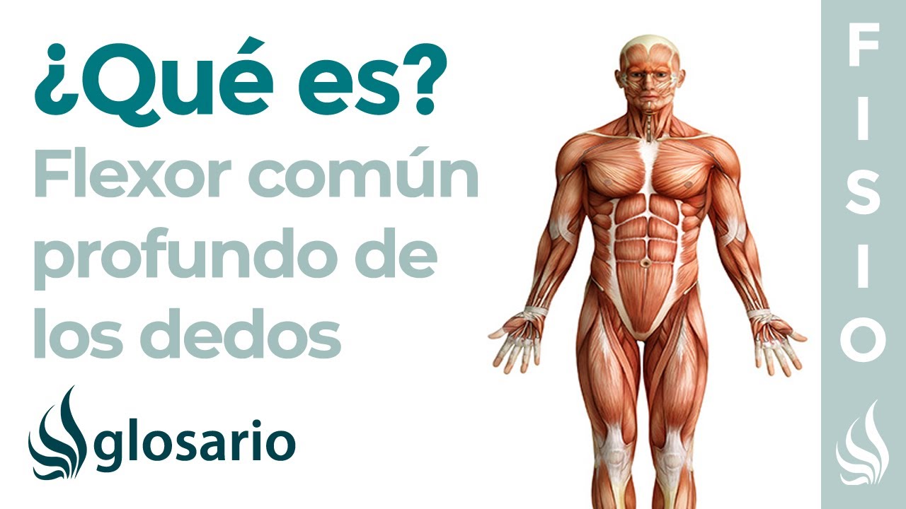 M&uacute;sculo FLEXOR COM&Uacute;N de los DEDOS | Qu&eacute; es, ubicaci&oacute;n, origen, inserci&oacute;n, inervaci&oacute;n y funci&oacute;n