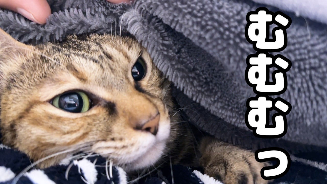 大姉ちゃん猫の文句声を聞き出るに出れなくなった麦わら猫が可愛すぎました…笑
