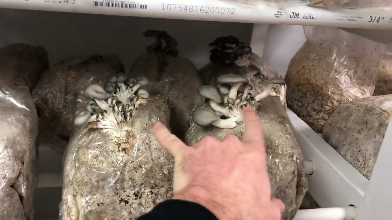 Foggy Dew Fungi 1.0 ( Small Scale Mushroom Farm Tour)