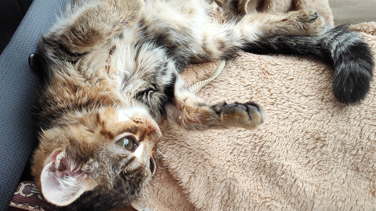 FIP治療中の子猫にさらなる病気の可能性が見えてきました…。