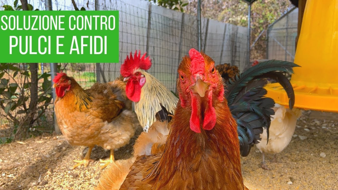 Guarda come si lavano le galline: modo naturale contro le pulci