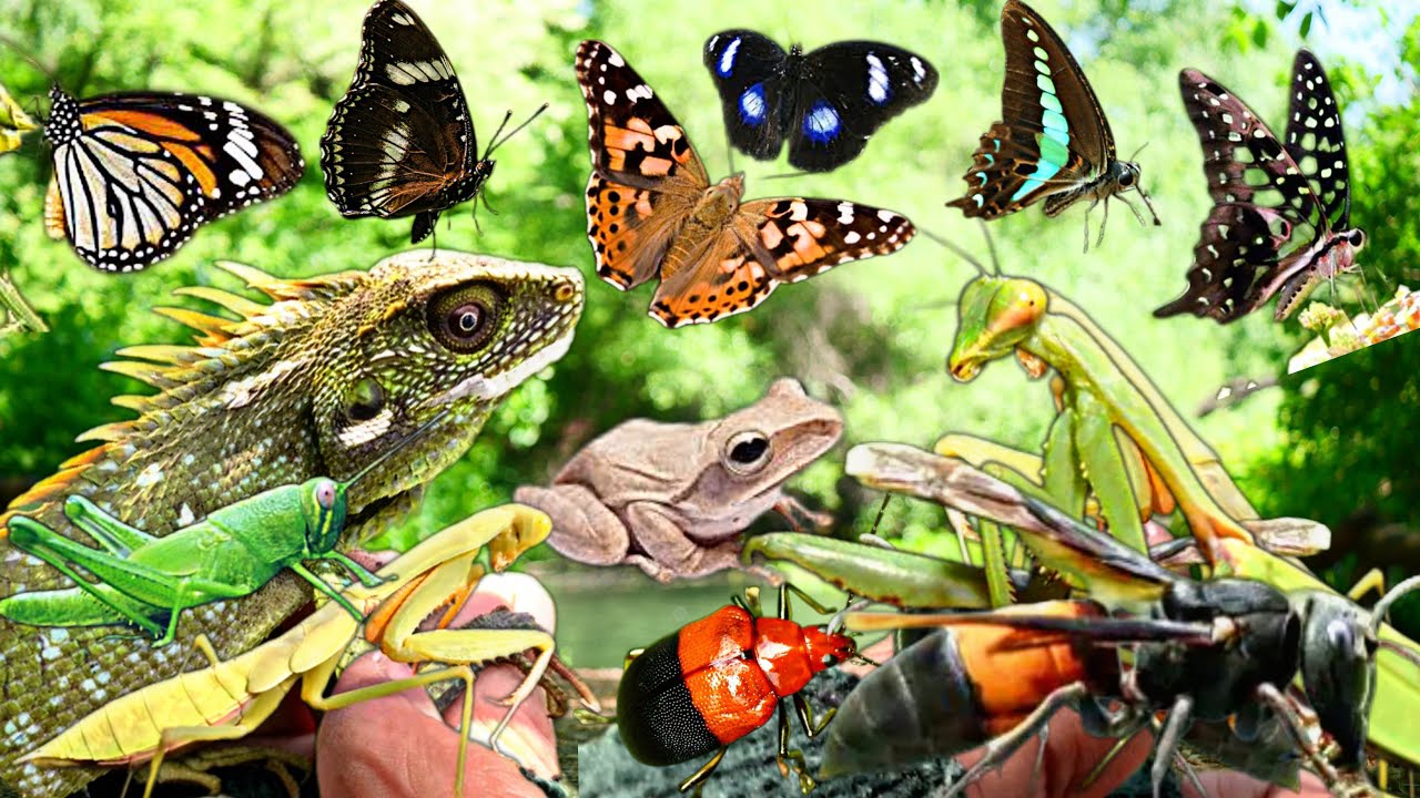 “Incredible Chameleon‼️ Rare Butterflies and Wild Insects”