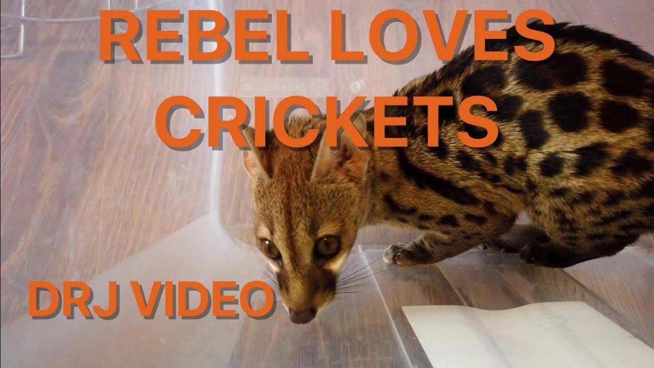 Rebel loves eating live crickets!