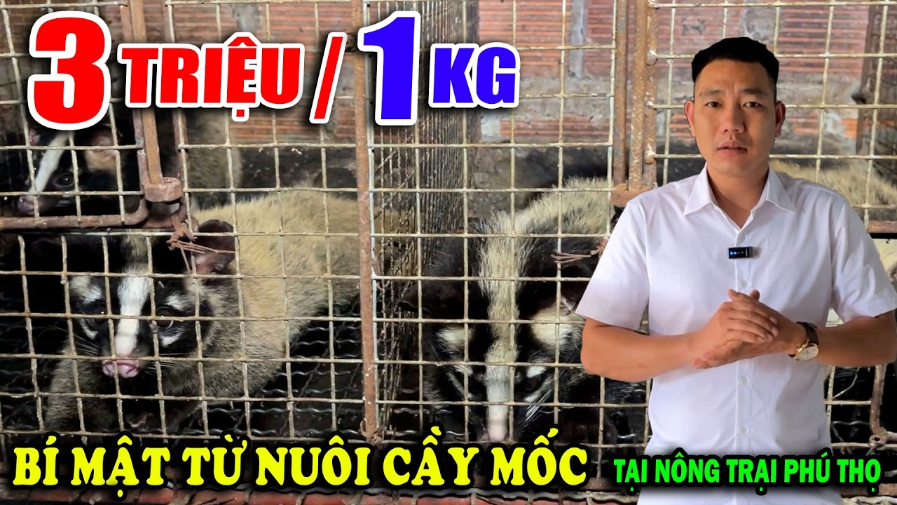 CHỒN MỐC GIÁ 3 TRIỆU/KG BÍ MẬT TỪ MÔ HÌNH NUÔI CẦY MỐC TẠI NÔNG TRẠI PHÚ THỌ