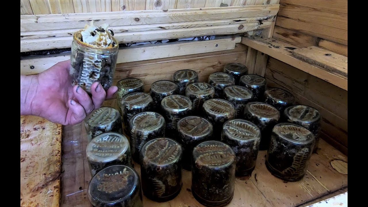Wabenhonig direkt aus dem Glas /Сотовый мед прямо из банки /Comb honey straight from the jar.
