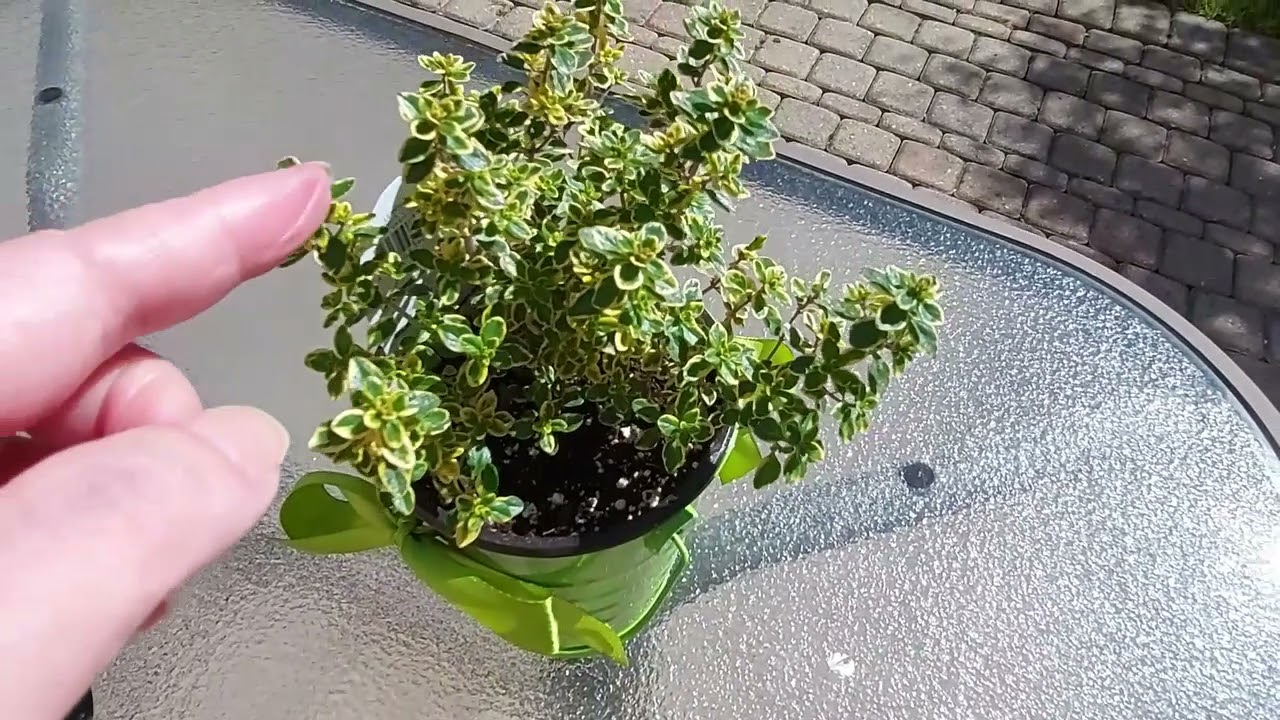 柠檬百里香的养护与美好 The conservation and beauty of lemon thyme