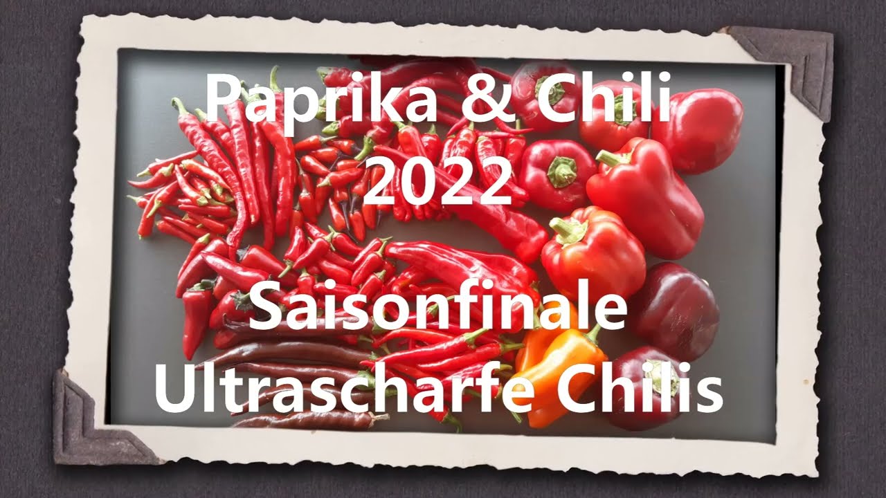 Paprika & Chili 2022 Teil 14 - Saisonfinale Ultrascharfe Chilis
